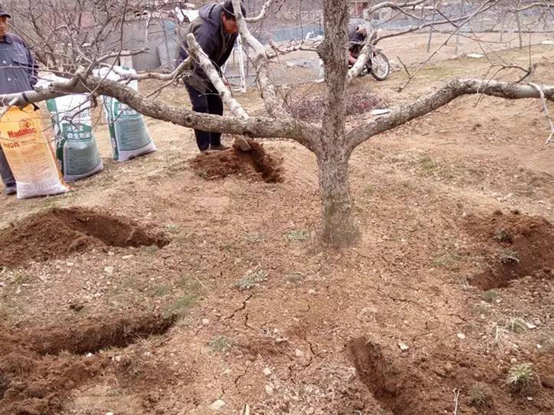 肥料養(yǎng)分含量檢測(cè)儀為蘋(píng)果挑選合適肥料