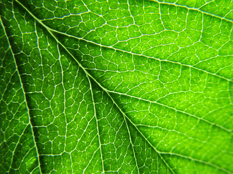 葉綠素含量測量儀為指導農(nóng)戶合理施肥