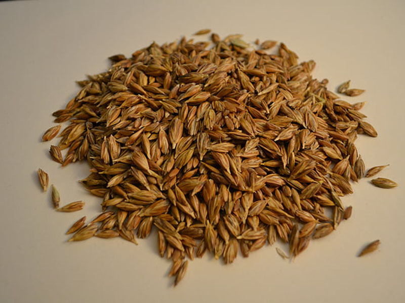 黃曲霉毒素定量檢測(cè)儀快速定量檢測(cè)糧食安全！