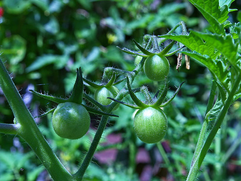 農(nóng)藥殘留會(huì)對(duì)身體產(chǎn)生怎樣的危害？