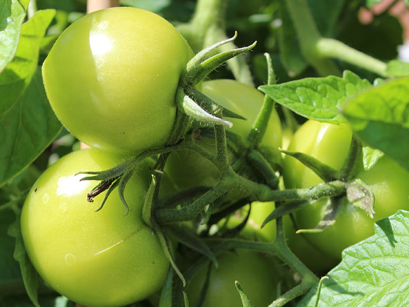 農(nóng)藥殘留檢測儀結(jié)果準確嗎