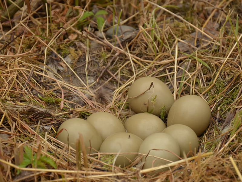 雞蛋中的藥物殘留要怎么檢測？