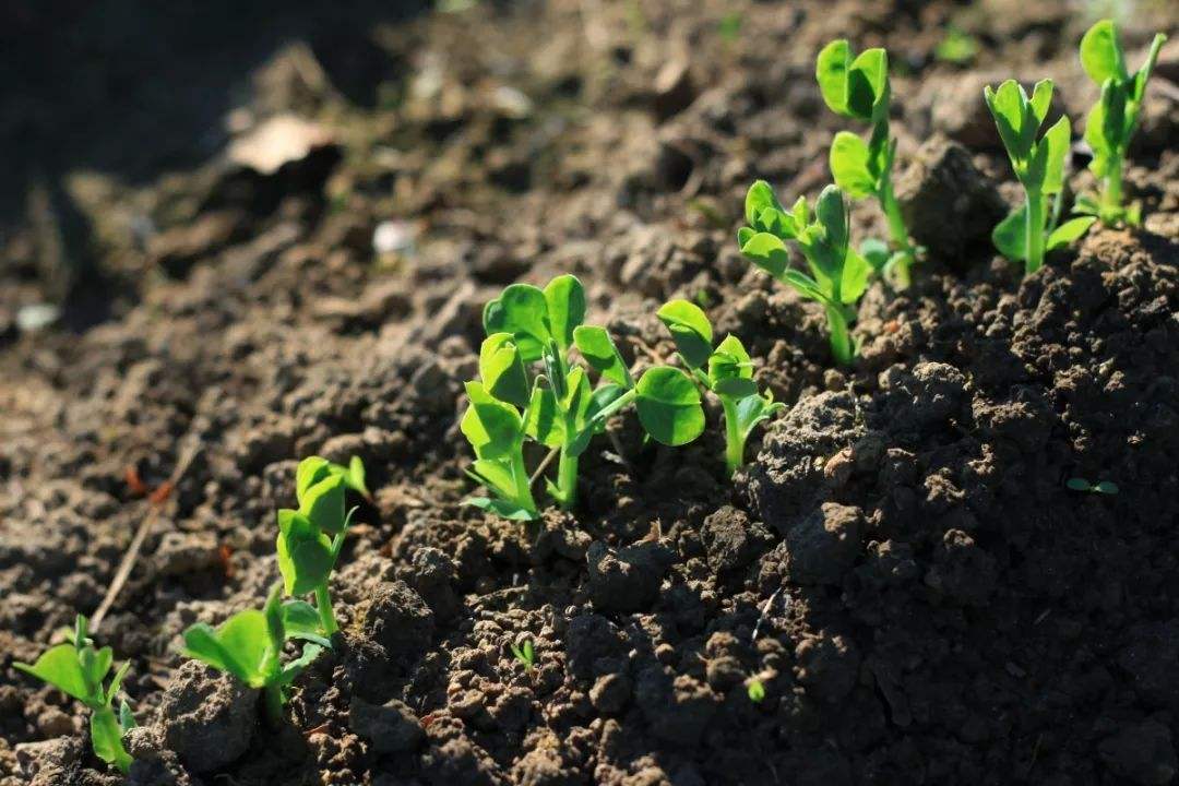 土壤測(cè)試儀