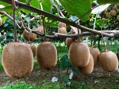 獼猴桃有農(nóng)藥殘留嗎？