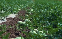 土壤養(yǎng)分檢測儀預(yù)防西瓜空心皮厚