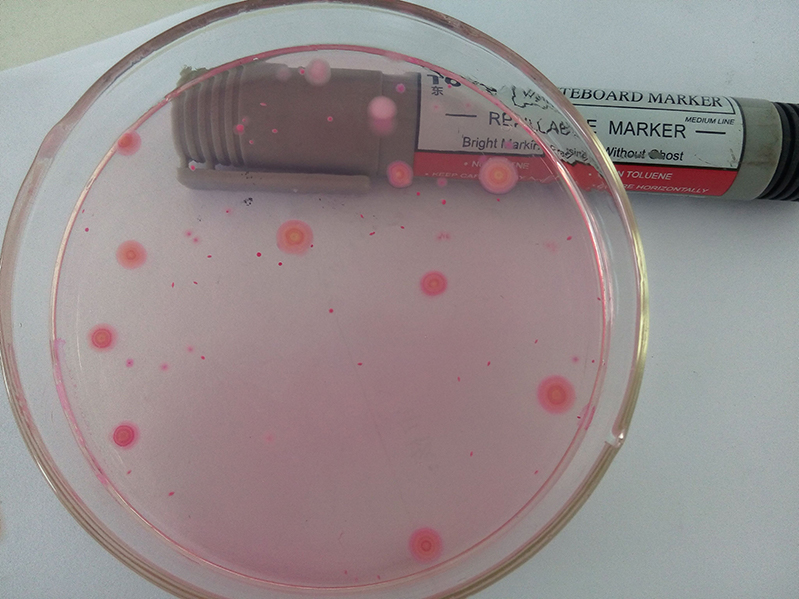 ATP熒光檢測(cè)器 ATP熒光檢測(cè)器