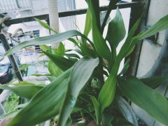 土壤養(yǎng)分快速測(cè)定儀施肥富貴竹