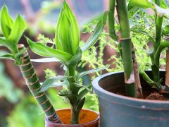 利用土壤氮、磷、鉀檢測器檢測土壤養(yǎng)分