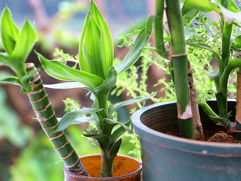 土壤氮、磷、鉀檢測器