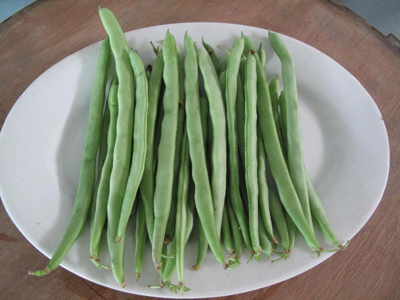 農(nóng)藥殘留檢測(cè)儀，檢測(cè)四季豆農(nóng)藥殘留含量