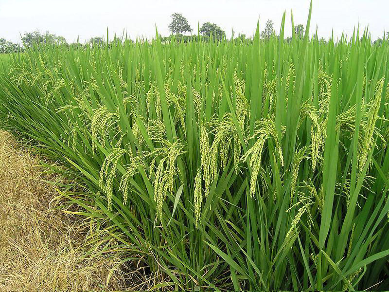 糧食重金屬快速檢測(cè)儀，為糧食安全提供保障