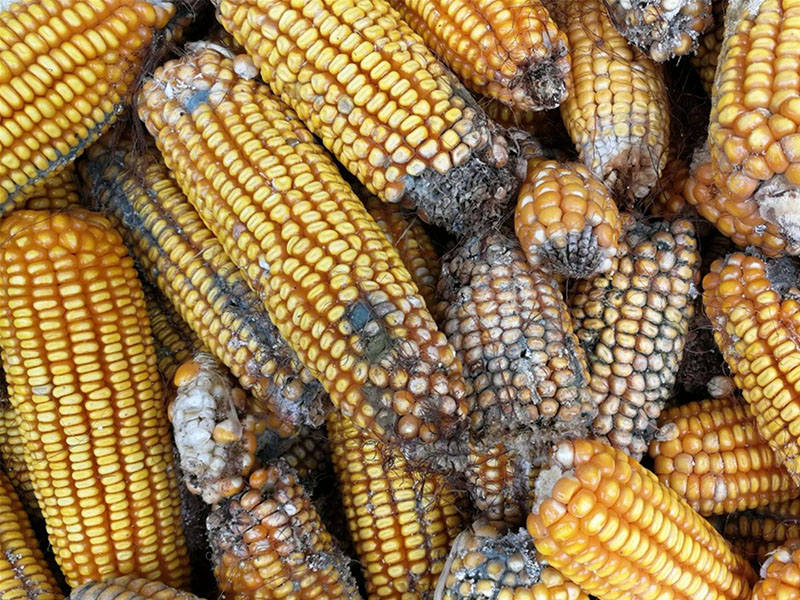 云唐真菌毒素檢測設(shè)備，嘔吐毒素檢測儀