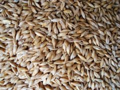 糧食重金屬檢測(cè)儀，滿足現(xiàn)場(chǎng)檢測(cè)需求