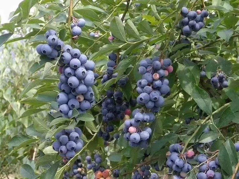 藍(lán)莓表面的白霜是農(nóng)藥殘留嗎？農(nóng)藥殘留檢測儀來回答