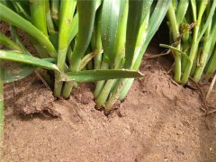 植物莖稈強(qiáng)度測定儀，對作物栽培提供幫助