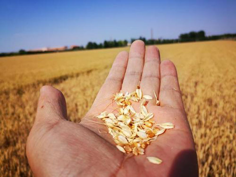 糧食水分測(cè)量?jī)x，為小麥提供合理存儲(chǔ)時(shí)間