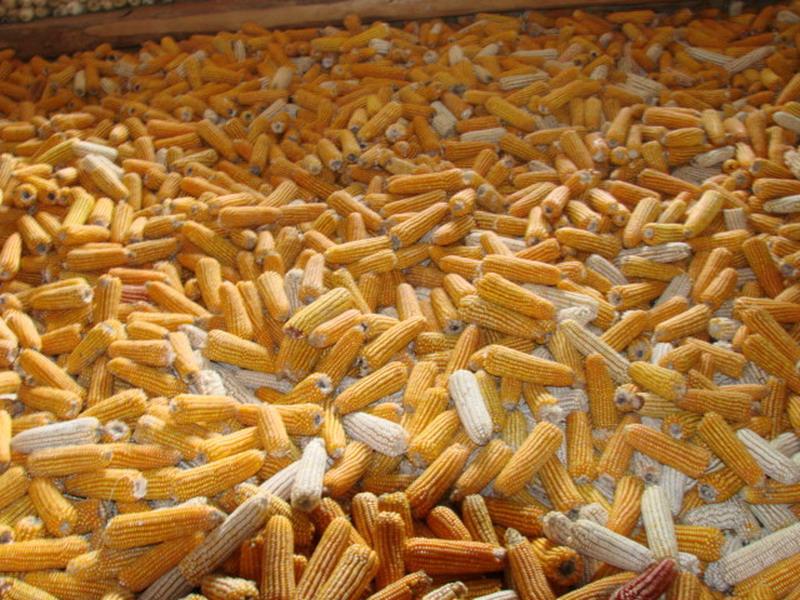 糧食的水分含量，對存儲糧食有什么影響