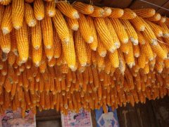 糧食安全檢測(cè)儀，可檢測(cè)糧食中是否含有大米增白劑