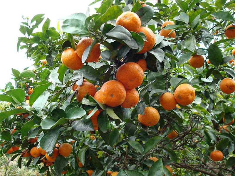 砂糖橘的種植，光照很重要