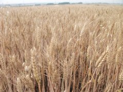 小麥黃曲霉素檢測儀，可為小麥健康助力