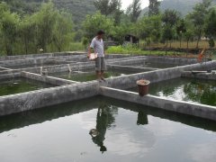 水中硫化氫檢測儀，可以為水產(chǎn)養(yǎng)殖做什么？