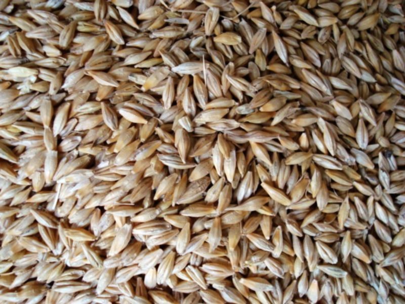 小麥黃曲霉毒素檢測(cè)儀快速、安全、便攜