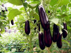 種植茄子肥料的選擇很重要！