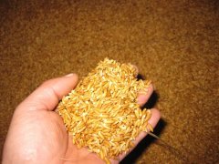 糧食中的真菌毒素怎么檢測？