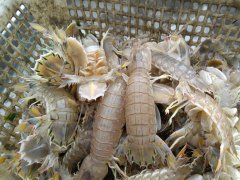 為什么在皮皮蝦中屢次檢出鎘超標(biāo)？